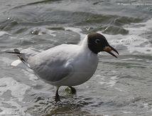 Mouette rieuse