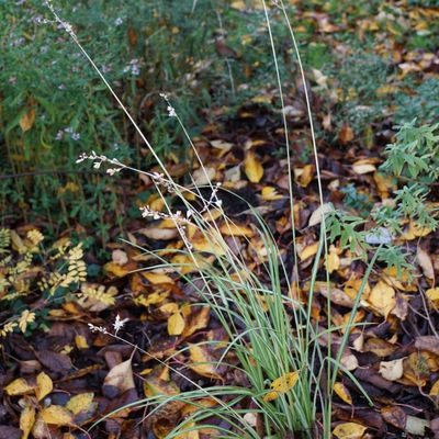 Anthericum saudersiae Starlight