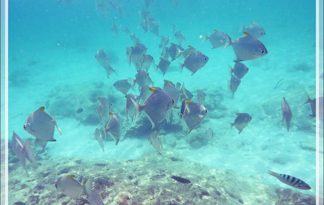 Snorkeling : Monodactyle argenté, Lune d’argent, Petite lune argentée, Silver moony, Finger fish (Monodactylus argenteus) - Nosy Tsarabanjina - Archipel Mitsio - Madagascar