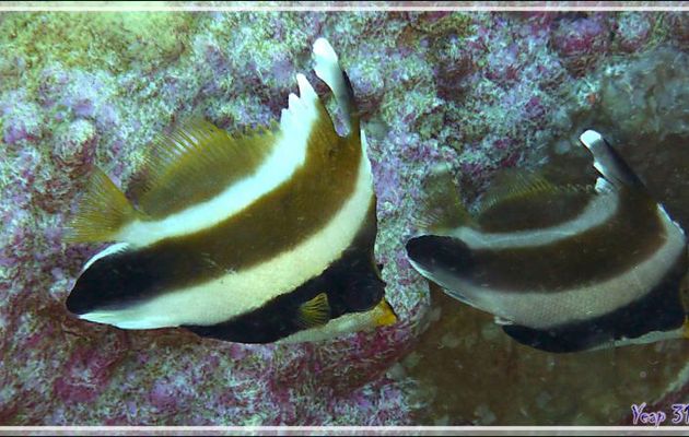 Poisson cocher du Pacifique, Hénioche bouche d'or, Taurillon à trois bandes, Threeband pennantfish (Heniochus chrysostomus) - Passe sud Tumakohua - Atoll de Fakarava - Tuamotu, Polynésie française