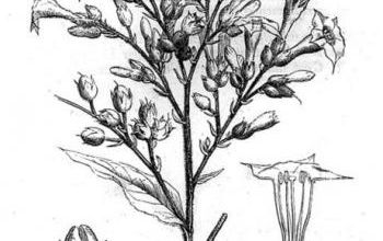 Le tabac envahit l'europe