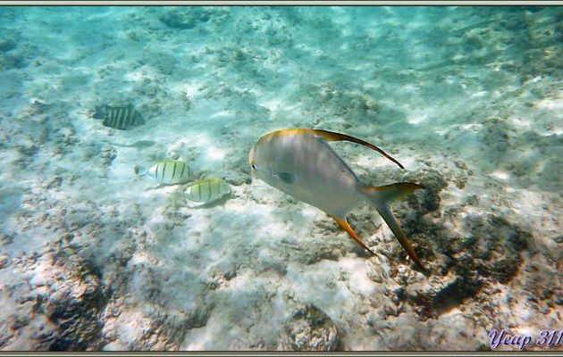 Carangue à plumes (Trachinotus blochii) avec Chirurgiens bagnards et Sergent major à tache noire - Anse Takamaka - Mahé - Seychelles