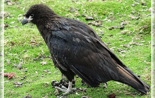 Caracara austral, Striated Caracara (Phalcoboenus australis) - Grave Cove - West Falkland (Malvinas, Malouines) - Grande-Bretagne