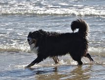 Gampo fait découvrir la mer à Loo