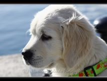 Gipsy, Petite Golden Retriver de 10 semaines...