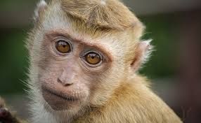 Vieux singes, mes cousins.