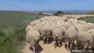 Les moutons en cavale