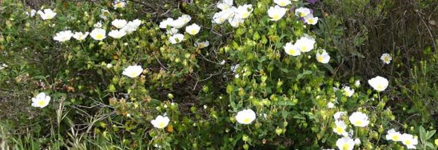 Cistus salviifolius   -   ciste à feuilles de sauge