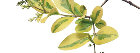 Ѽ Vegetation 