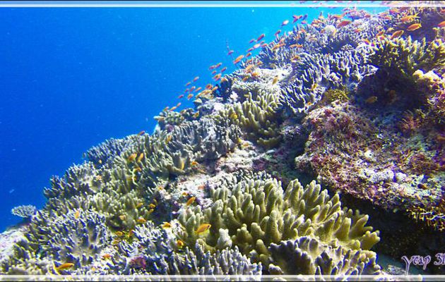 Corail mou digité ou Sinulaire ou Alcyonaire digité, Finger-alcyonarian (Sinularia spp.) - Moofushi Kandu - Atoll d'Ari - Maldives
