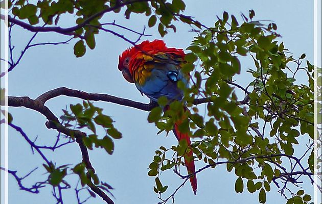 Ara rouge, Scarlet Macaw (Ara macao) - Lac Sandoval - Pérou