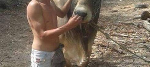 Brésil- Un taureau unicorne naît !
