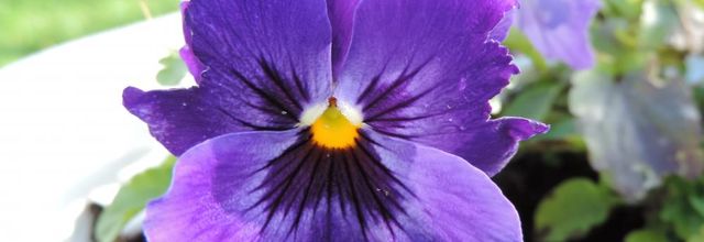 de jolies fleurs ! au jardin