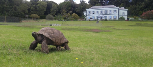 Jonathan la tortue fête ses 190 ans