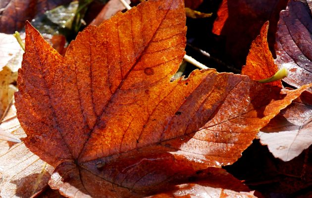 Le 29 octobre 2025 : Le chemin des étoiles