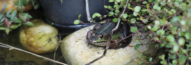 Histoires d'eaux au jardin