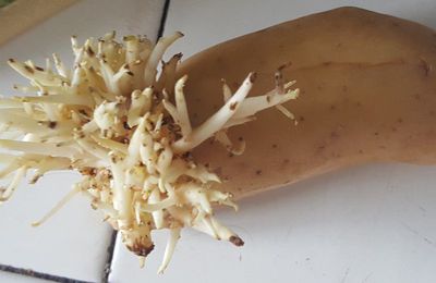 EB - J'ai rencontré un caribou dans ma cuisine...