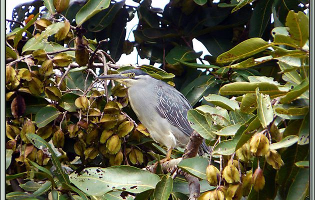 Images des îles Maurice et Rodrigues transférées depuis mon ancien blog