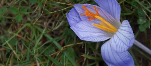 Le club des cinq fleurs bleues d'automne