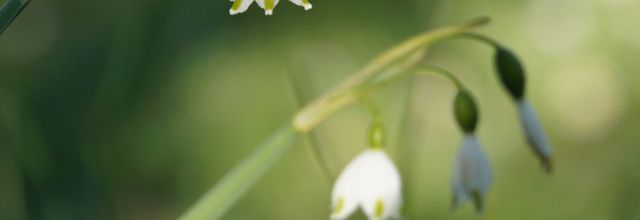 Derniers nivéoles
