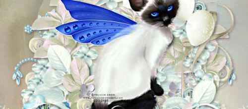 My beautiful cat