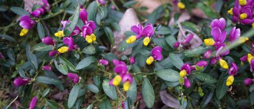 Polygala chamaebuxus grandiflora