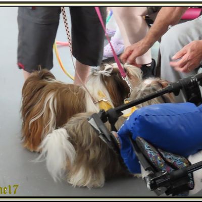 Ninya, Juju, Hermione et Uschka rendent visite aux residents de divers Ehpads