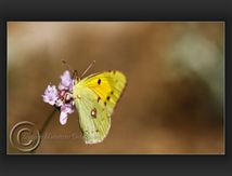 Colias - Pieridae