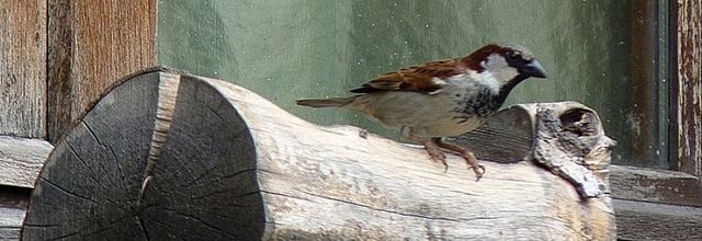 OISEAUX