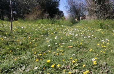 Des tapis 100% naturels au jardin