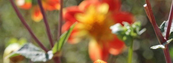 Les reines de septembre au jardin 2