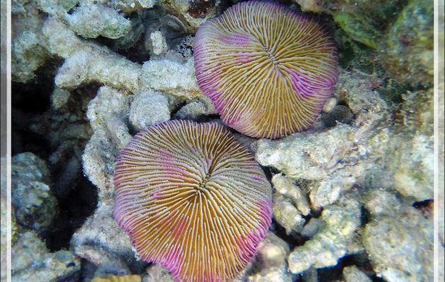 Snorkeling : Corail-champignon, Mushroom coral (Fungia fungites) - Moofushi - Atoll d'Ari - Maldives