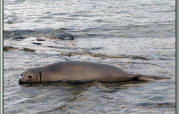 Tellement beau quand je suis jeune, mais tellement laid quand je suis vieux, qui suis-je ? Un éléphant de mer - Saunders Island - Falkland Islands, Iles Malouines, Islas Malvinas