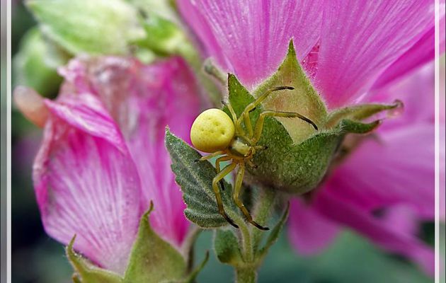 Araignée crabe Thomise variable jaune (Misumena vatia) - Lartigau - Milhas - 31