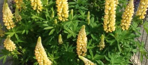 Le lupin