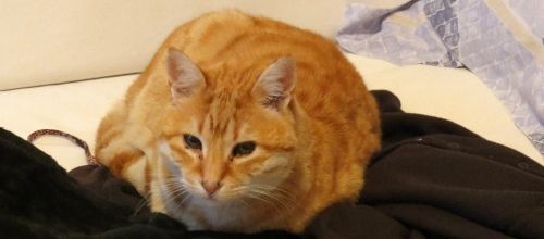Petit chat et grand chat 