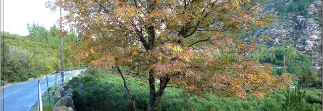 Automne