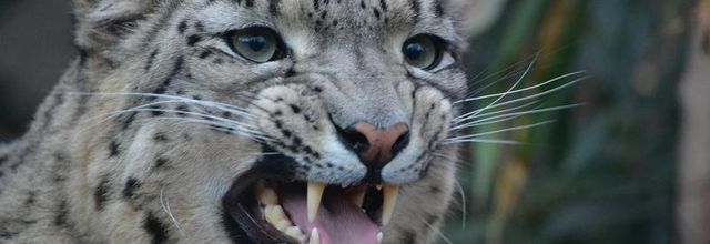 La Ménagerie, le zoo du jardin des Plantes : Panthère des neiges