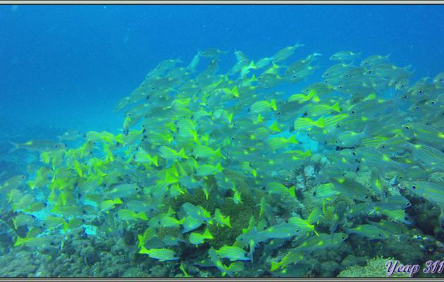 Banc de Lutjans à lignes bleues ou vivaneaux à raies bleues (Lutjanus kasmira) - Dega Thila - Atoll d'Ari - Maldives