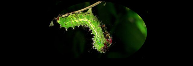 Insectes étonnants