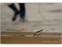 Les petits coureurs des plages...