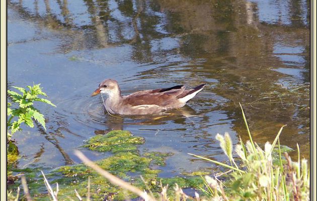 Jeunes gallinules poule d'eau (Gallinula chloropus) - La Couarde-sur-Mer - Ile de Ré - 17