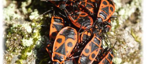 Pyrrhocoris apterus, le gendarme