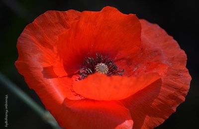 Bois de Vincennes : Lac des Minimes : Gentil coquelicot 