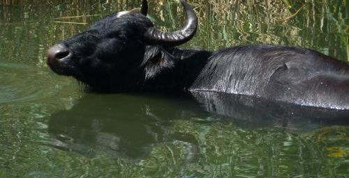 Les lacs de Prespes (III- La faune près des lacs)