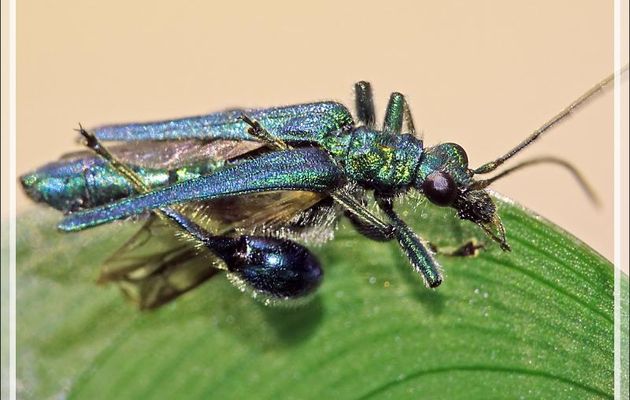 Oedémère noble mâle (oedemera nobilis) que je surnomme "Jojo grosses cuisses" - Lartigau - Milhas - 31