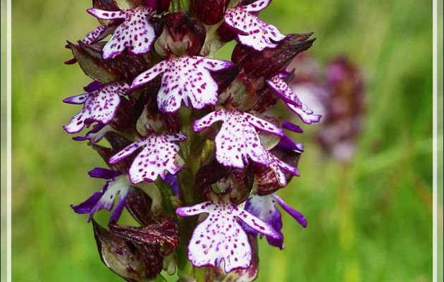 Orchidée Orchis pourpre (Orchis purpurea) - Boulogne-sur-Gesse - 31
