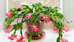 Le cactus de Noël ... 