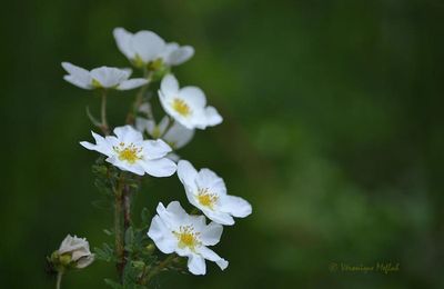L'île saint-Louis : Le square Barye - Paris 4e : Petites fleurs blanches