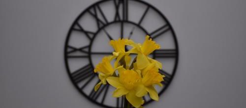 l'heure des jonquilles 